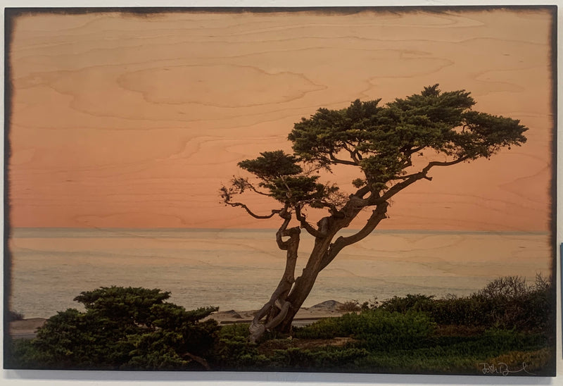 PCH Tree- Large